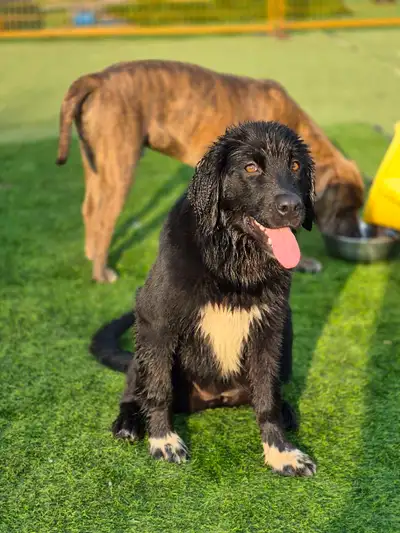 Newfoundland shepherd, View more