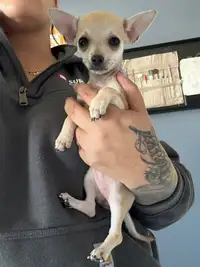 Pure bred Chihuahuas -2 male, 1 female READY TO GO!