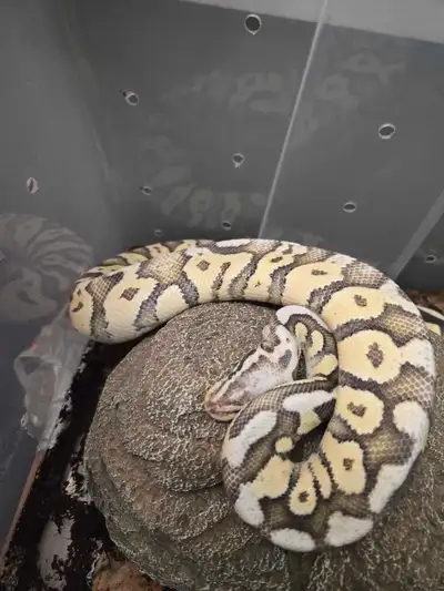 Superfly Ball Python, View more