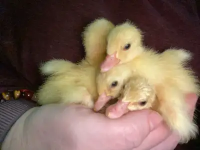 4 Indian runner ducklings , View more