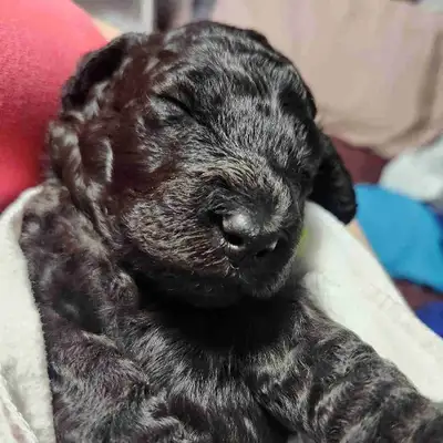 Purebred Standard Poodle Puppies, View more