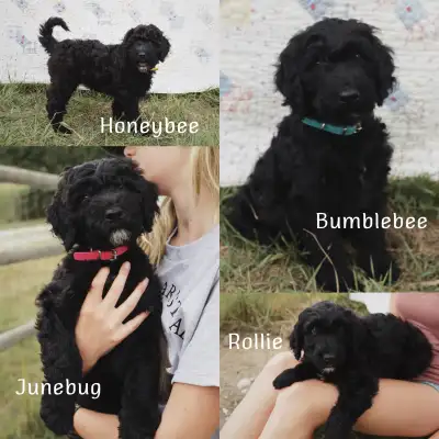 Whoodle Puppies- Sorrento, BC, View more