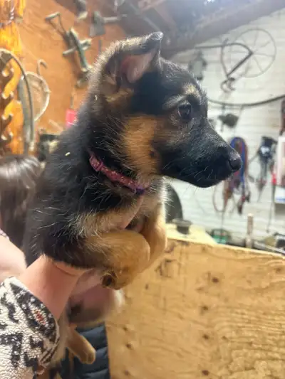 Chiens Berger allemand pure race, View more