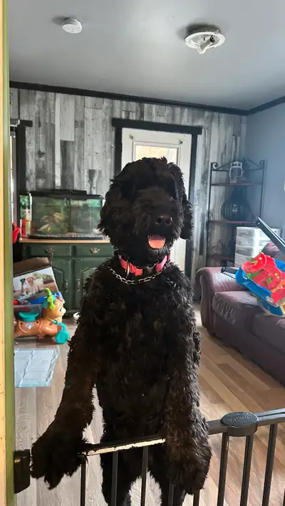 Chienne adulte de 2 ans Bernedoodle. Elle adore les enfants et les autres chiens petits ou grand. No...