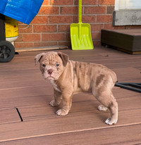 12 week old English Bulldog