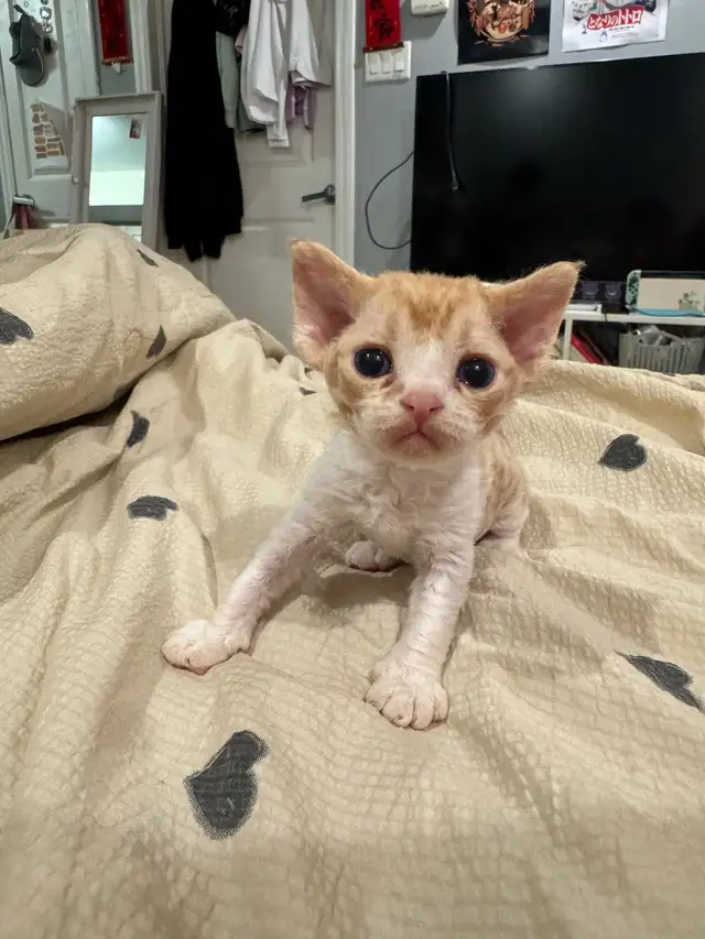 Certified Cattery Devon Rex Kittens For Sale