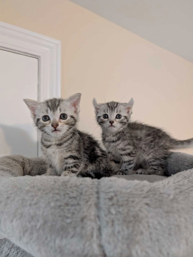 Baby Female Kittens Dewormed in Cats & Kittens for Rehoming in Mississauga / Peel Region - Image 4