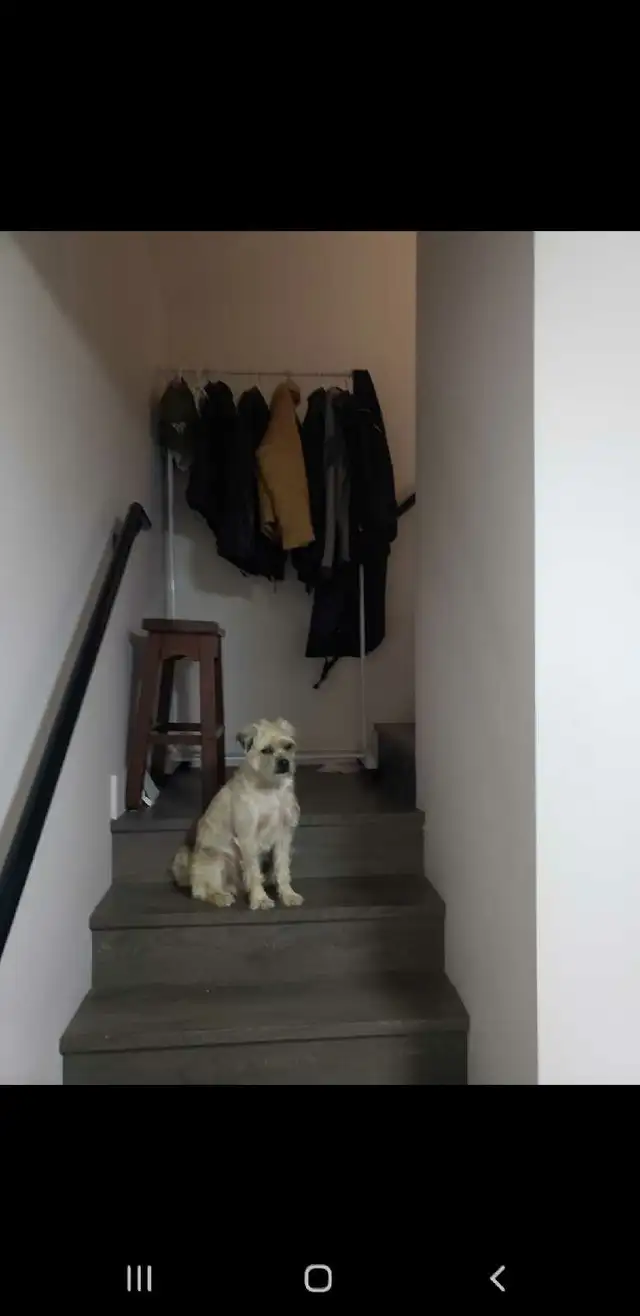 1 bed  and 1.5 bathroom  in Room Rentals & Roommates in Vancouver - Image 5