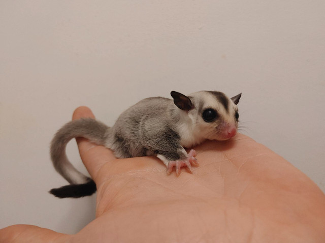 Four different looking sugar glider joeys 2 are ready to adopt. in Small Animals for Rehoming in Leamington - Image 2