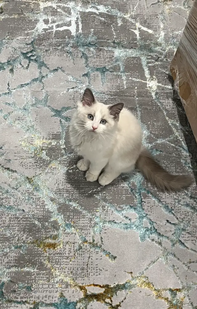 Ragdoll male cat rehoming in Cats & Kittens for Rehoming in Laval / North Shore - Image 6