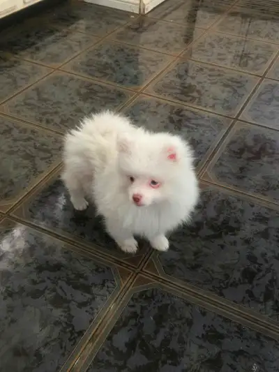 Pomeranian Puppies for Sale, View more