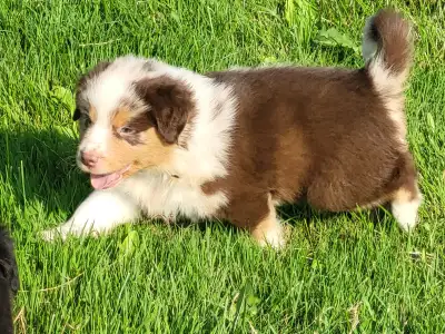CHIOTS BERGER AUSTRALIEN STANDARDS, View more