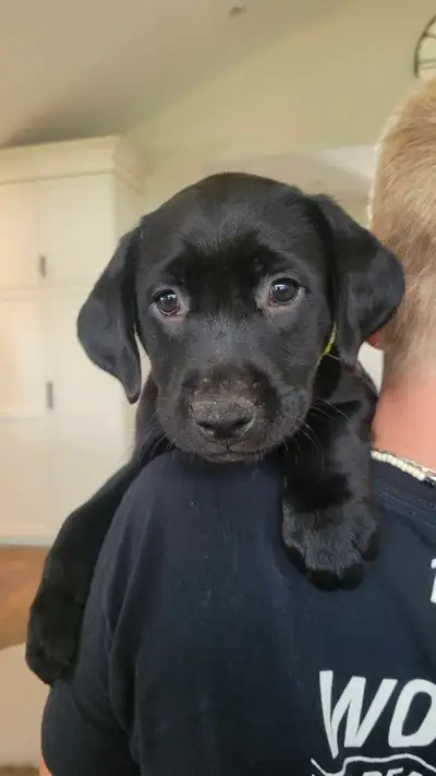 Only 2 left! Ready this weekend!CKC Reg. Labrador Retriever, View more