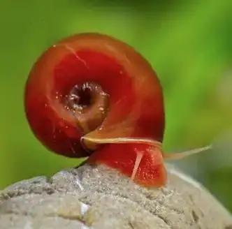Pure red ramshorn snails (20 cents each), View more