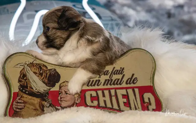 Mignon chihuahua poil long très attachant in Dogs & Puppies for Rehoming in Longueuil / South Shore - Image 5
