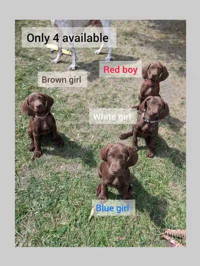 GSP - German Shorthaired Pointers, View more