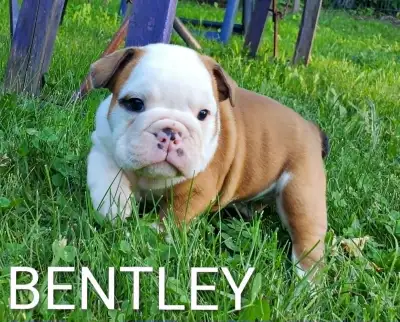 Healthy English Bulldog Puppy-Bouledogue anglais chiôts, View more