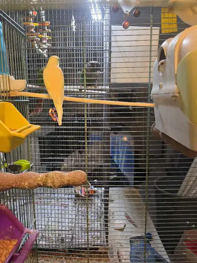 Oiseaux exotiques pour Noël Perruches nourrient a la main $50 Pinsons mandarins et Moineau du japons...