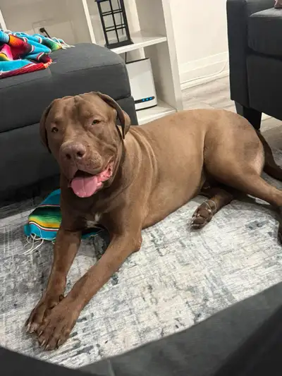 rehome Zeus , View more