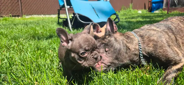 Chiots bouledogue français in Dogs & Puppies for Rehoming in Longueuil / South Shore - Image 3