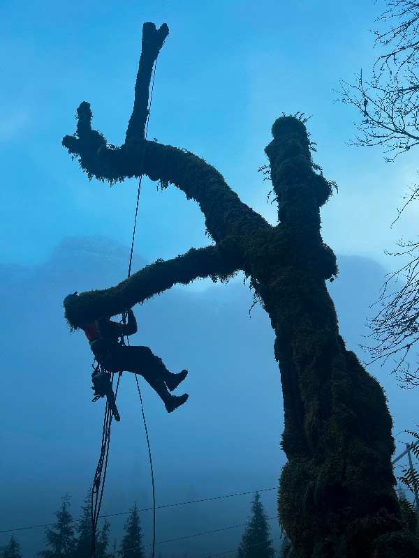 Insured Tree Services in Lawn, Tree Maintenance & Eavestrough in Victoria - Image 2