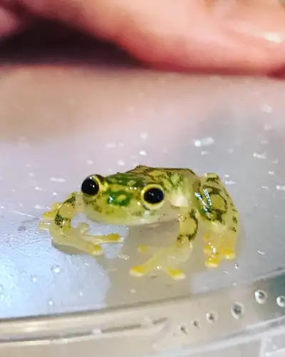 Glass Frogs Hyalinobatrachium valerioi (Canadian Captive Bred) Regularly $175. Discounts on 3 or mor...