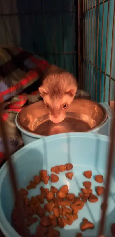 furet femelle , View more