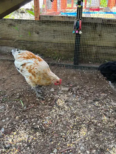 rooster to give away, View more