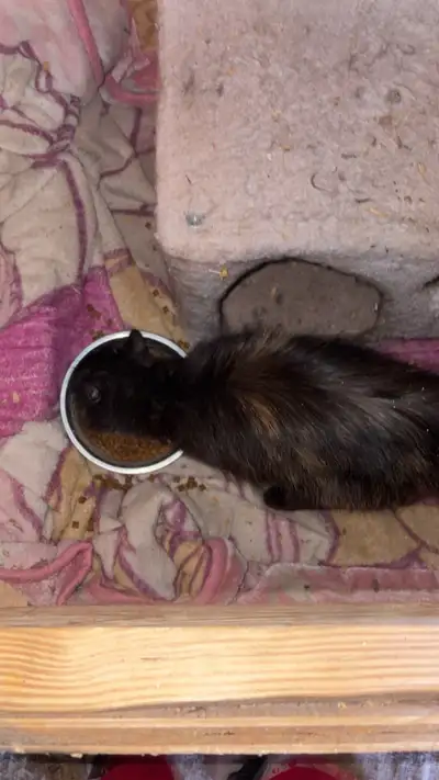 kittens for sale, View more
