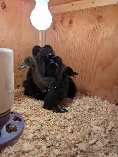Cayuga ducklings Few weeks old Located by Westbourne Mb