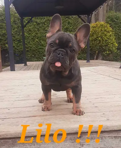 1 femelle ! french bulldog / bulldog francais !!, View more