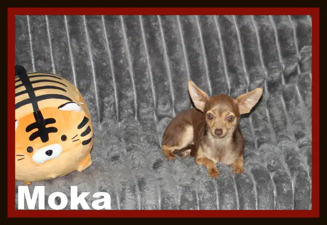 Chihuahua❤️Mâle mini❤️Protection100%.GarantieTop Qualité★★★ in Dogs & Puppies for Rehoming in Laval / North Shore - Image 2