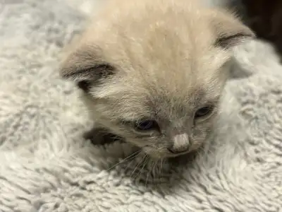 Scottish Staights - 8 weeks Christmas Day, View more