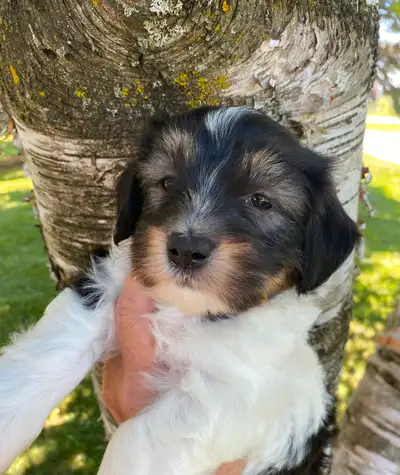 HAVANESE PUPPY, View more