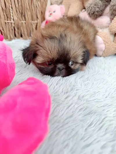 Tiny Shih tzu puppies, View more