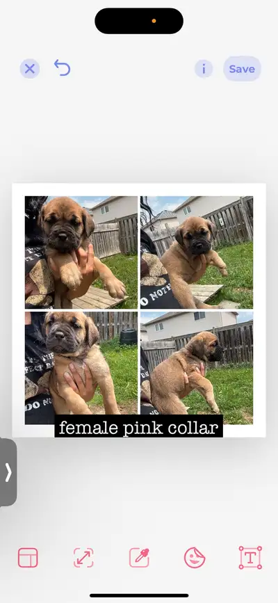 4 cane corso puppies 1 female 3 males tails doc first set of shots an dewormed will be done before g...