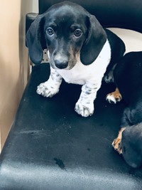 Beautiful Doxies for sale. Text 604-309-2201.