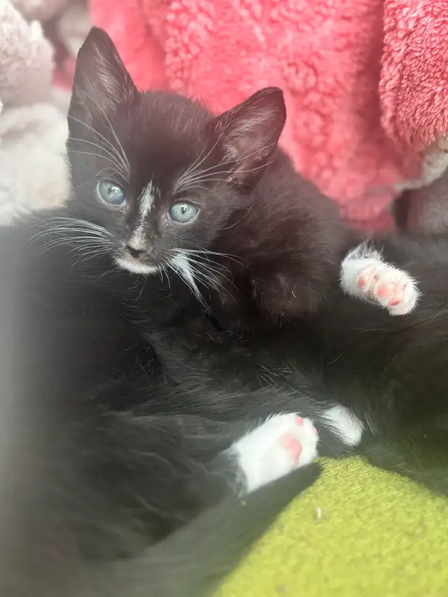 Chatons à vendre in Cats & Kittens for Rehoming in Victoriaville - Image 7