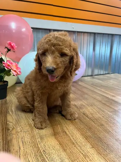 Adorable Golden doodle puppies , View more