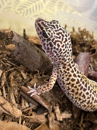 Gecko léopard 
