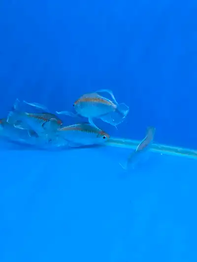 Congo tetra , View more