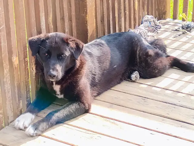 Akita st. Bernard mix puppy in Dogs & Puppies for Rehoming in Edmonton - Image 3