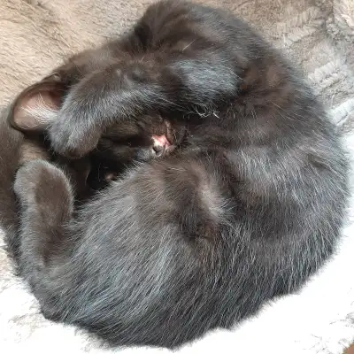 3 months old kitten looking for a home, View more