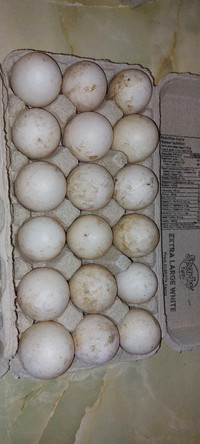 Fertilized duck eggs