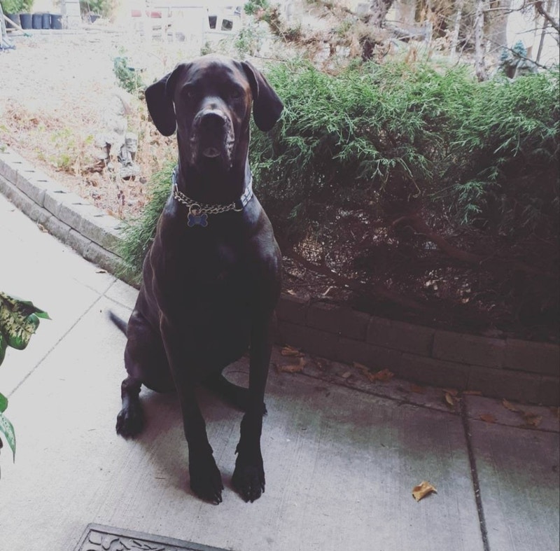 60.00 / Night Dog Boarding For the Love of Dogs ☺ Animal & Pet