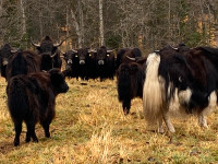Yak Meat for Sale