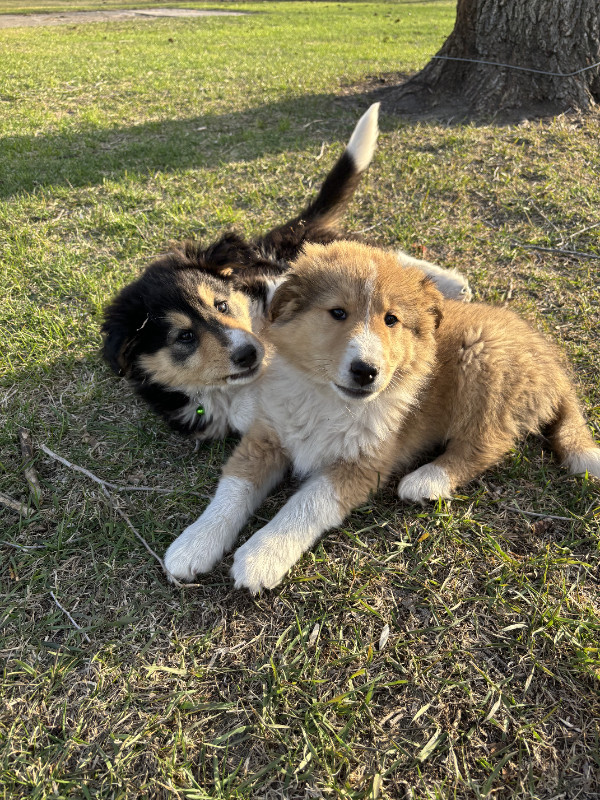 Rough Collie/Pyrenees Mix Puppies in Dogs & Puppies for Rehoming in Portage la Prairie