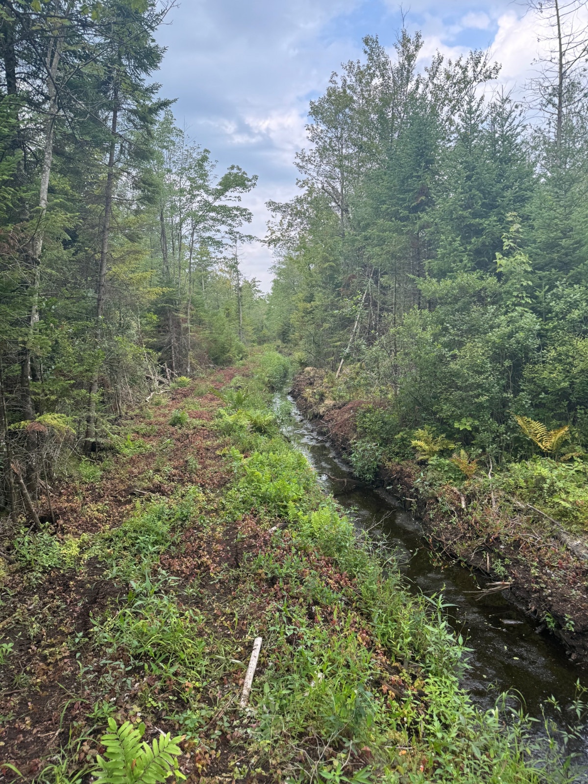 Terre à Bois 10e Rang Ouest Wickham 82 Acres Camp de Chasse — photo 1