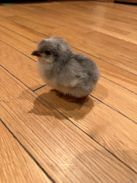 Lavender Orpington Chicks *** Pending Pickup