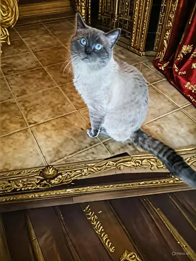 Siamese Cat, View more